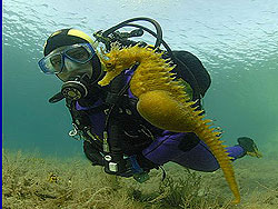 Adria, Tauchcenter, Tauchen, Ferien, Urlaub, Appartement, Kroatien, Dalmatien, Vodice, Tauchen, Kornati