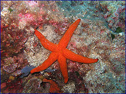 Adria, Tauchcenter, Tauchen, Ferien, Urlaub, Appartement, Kroatien, Dalmatien, Vodice, Tauchen, Kornati