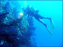 Adria tauchen Adria tauchen Dalmatien tauchen Kroatien tauchen Vodice tauchen