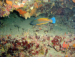 Adria, Tauchcenter, Tauchen, Ferien, Urlaub, Appartement, Kroatien, Dalmatien, Vodice, Tauchen, Kornati